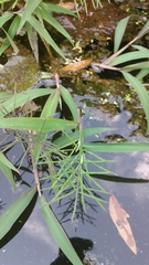 Paspalum repens