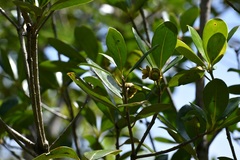Ternstroemia tepezapote