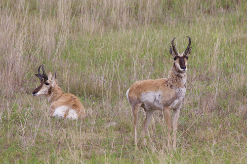 Pronghorn