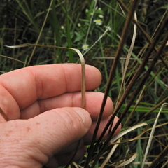Juncus biflorus