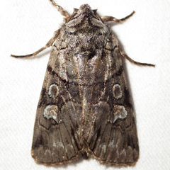 Sympistis chionanthi