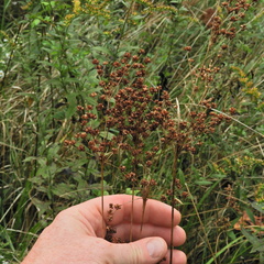 Juncus biflorus