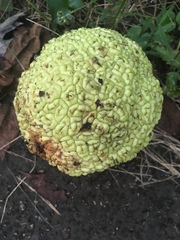 Maclura pomifera