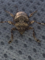 Lagocheirus obsoletus