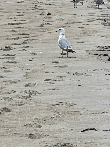 Ring-billed Gull photographed in Rhode Island