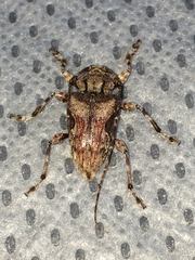 Lagocheirus obsoletus