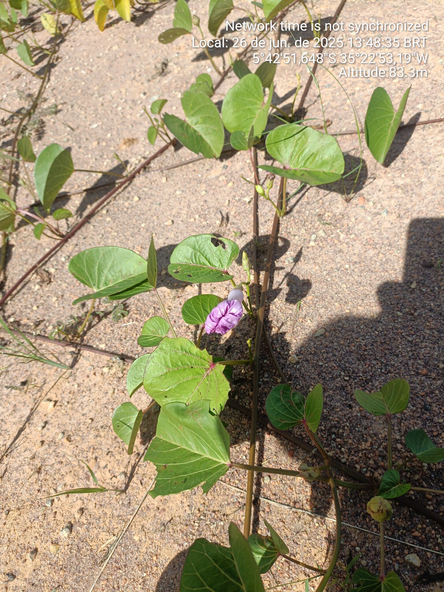 Ipomoea asarifolia
