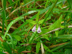 Scutellaria minor