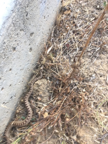 iNaturalist observation photo of Gopher Snake