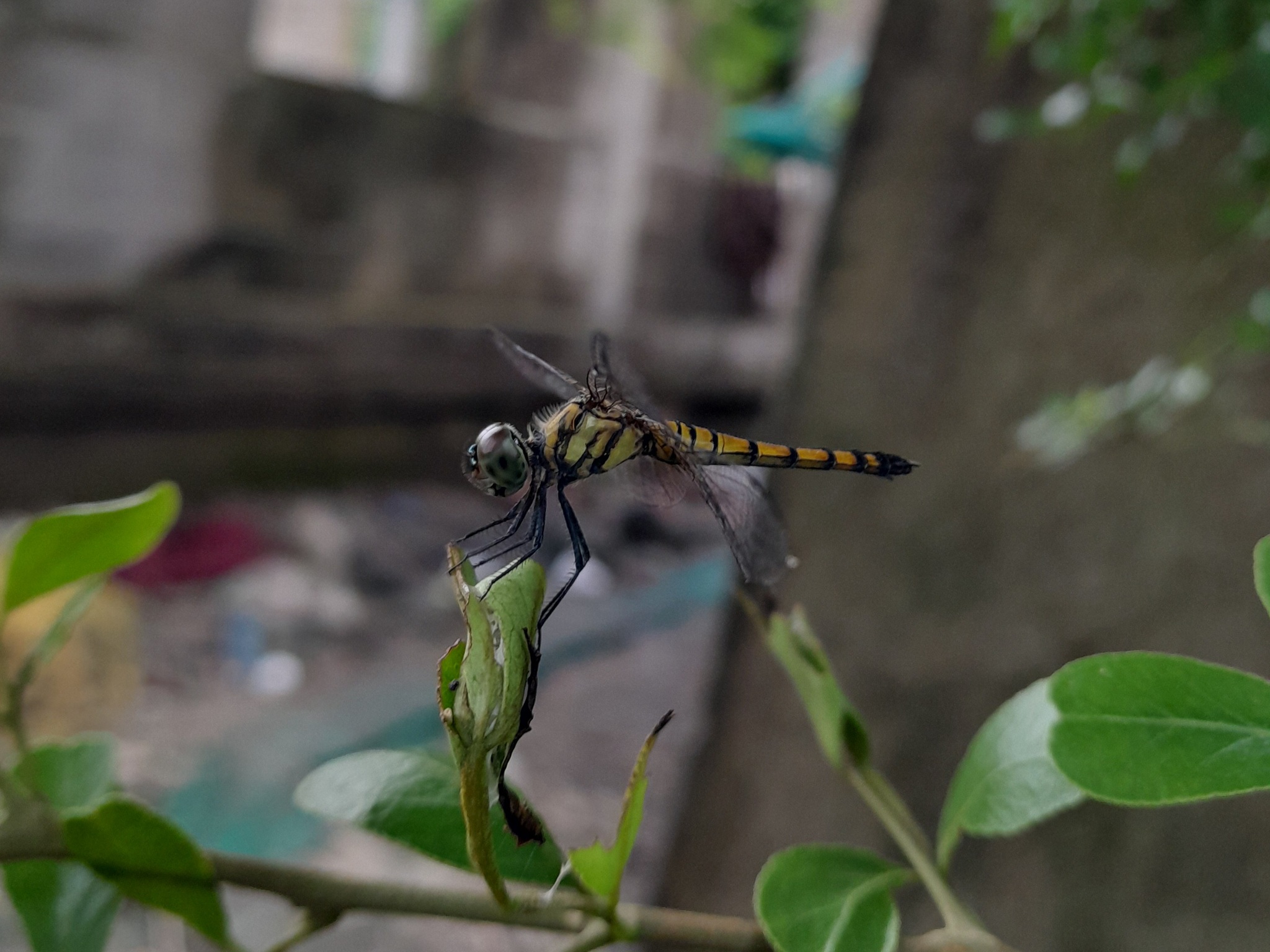 Black-Tailed Dasher