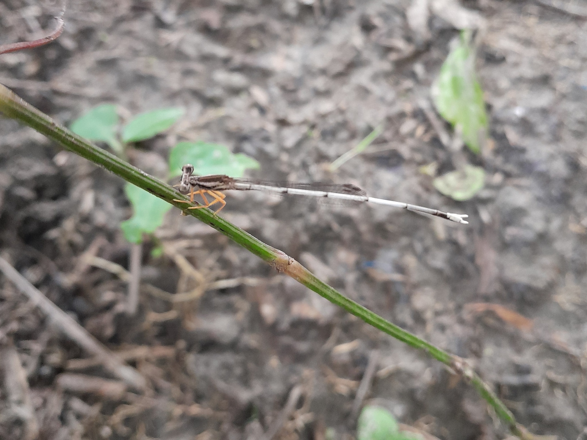 Yellow Featherleg
