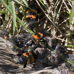 Nicrophorus marginatus