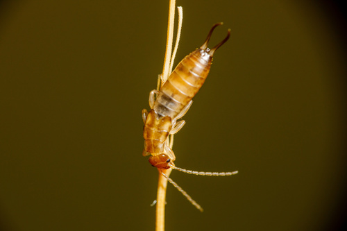 European earwig