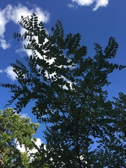 Robinia neomexicana