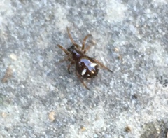 Asagena americana