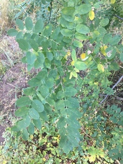 Robinia neomexicana