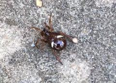 Asagena americana