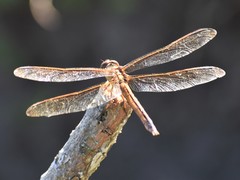 Libellula auripennis