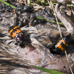 Nicrophorus marginatus