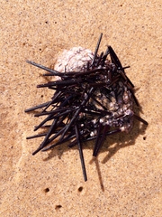 Centrostephanus rodgersii