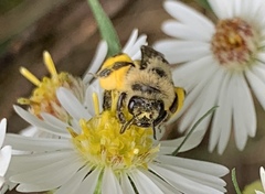 Melissodes druriellus