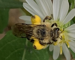 Melissodes druriellus