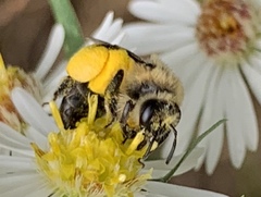 Melissodes druriellus