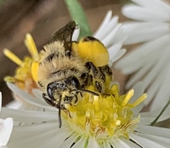 Melissodes druriellus