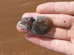 Sepioloidea lineolata