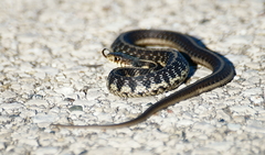 Thamnophis sirtalis semifasciatus