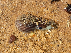 Sepioloidea lineolata