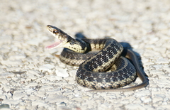 Thamnophis sirtalis semifasciatus