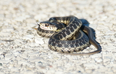 Thamnophis sirtalis semifasciatus