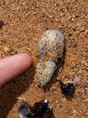 Sepioloidea lineolata