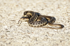 Thamnophis sirtalis semifasciatus