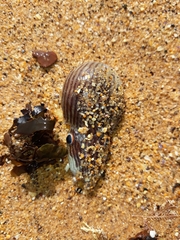 Sepioloidea lineolata