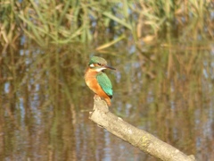 Alcedo atthis