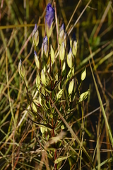 Gentianopsis crinita