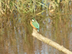 Alcedo atthis