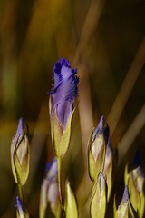 Gentianopsis crinita