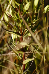 Gentianopsis crinita