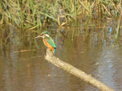 Alcedo atthis