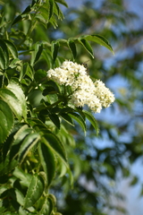 Sambucus australis
