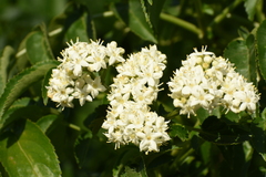 Sambucus australis