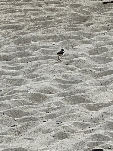Killdeer photographed in Rhode Island