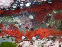 Anemonia alicemartinae