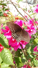 Papilio menatius victorinus