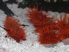 Anemonia alicemartinae