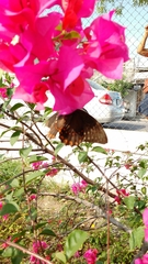 Papilio menatius victorinus