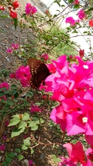 Papilio menatius victorinus